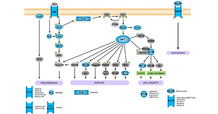 Signaling pathways and new therapeutic targets for ovarian cancer