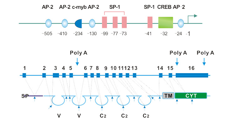 CD146, A Powerful Tumor Marker