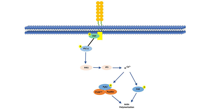 CD146 stimulates p125 (FAK) in human endothelial cells