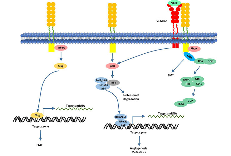 CD146 actives NF-κB transcriptional factor via activating of P38 kinase