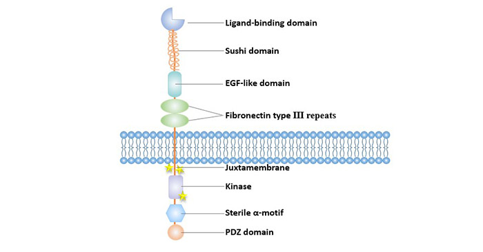 Structure of Eph receptors