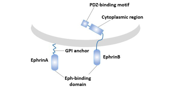 Types and structures of Eph family ligands