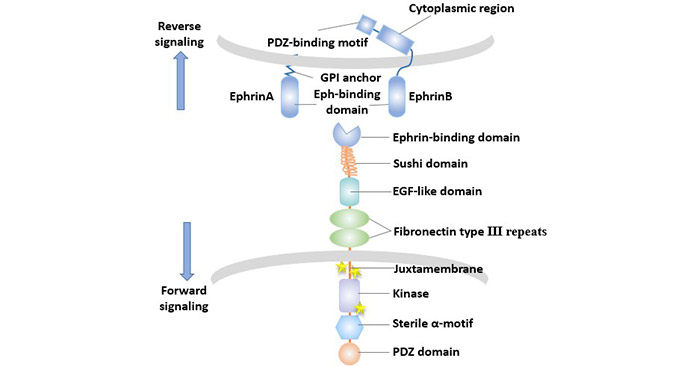 The bidirectional transmission of Eph/Ephrin signals