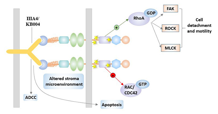 IIIA4 / KB004 in EphA3-targeted therapy