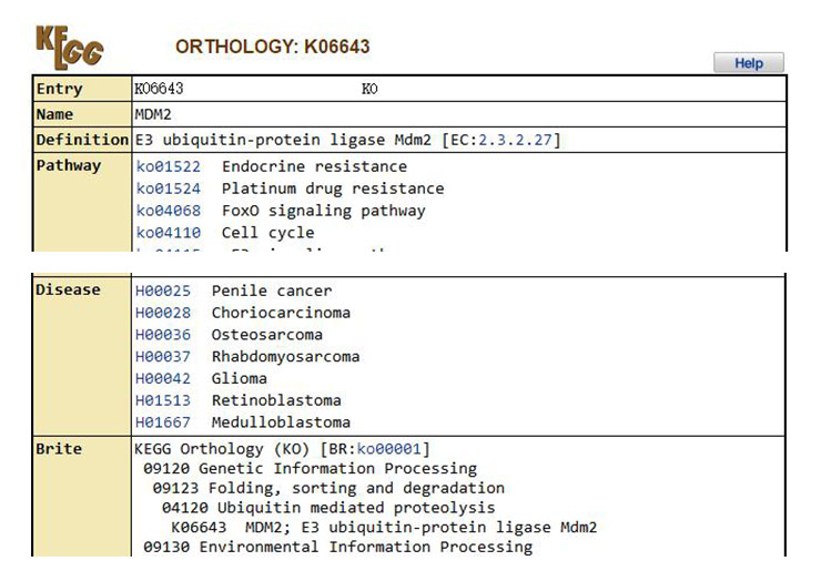 Details of the MDM2 gene