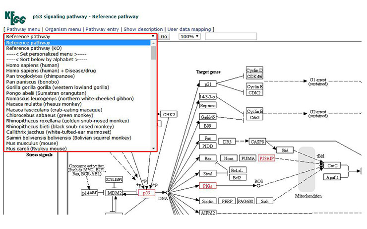 How to transform the representation of the pathway image