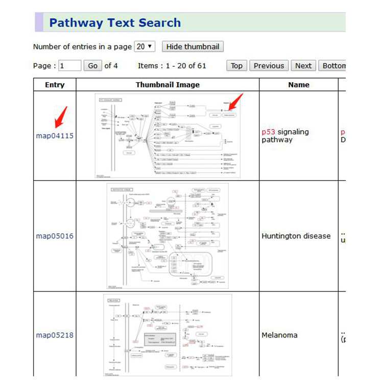 p53 and related signaling pathways