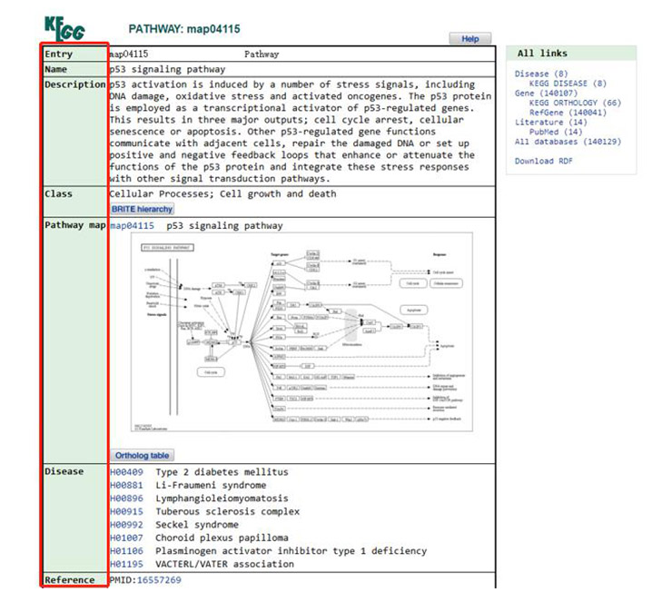 A detailed description of the p53 signaling pathway