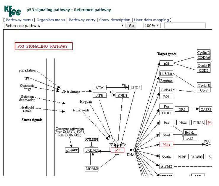 Display of p53 signaling pathway image