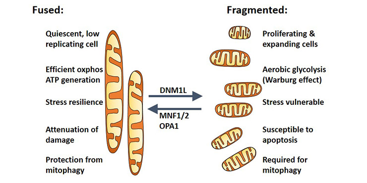 The function of mitochondrial network