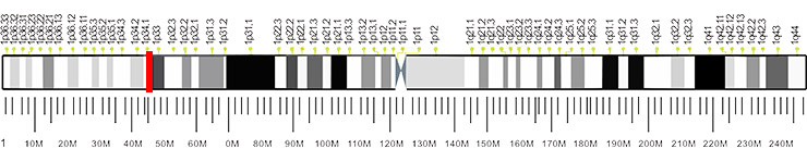 The location of OMA1 gene