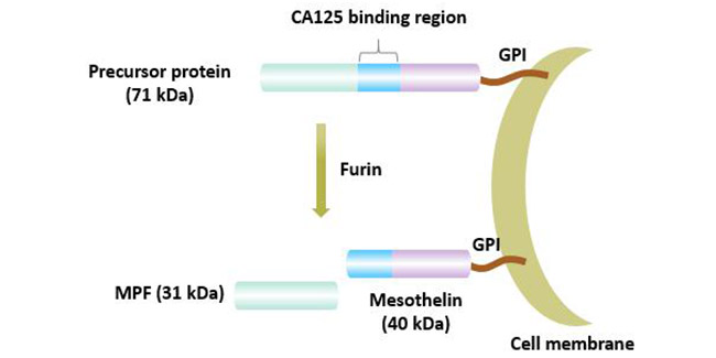 Maturation process of mesothelitin