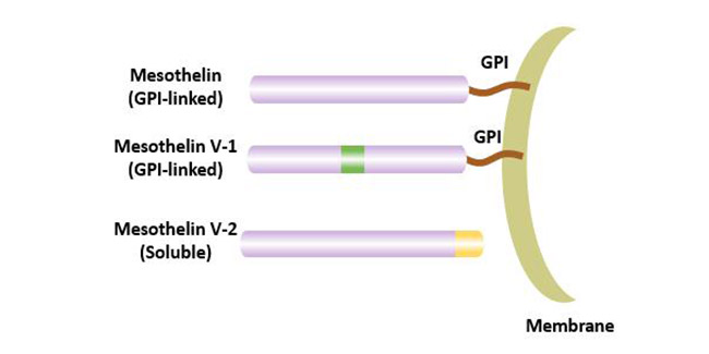 Variant of mesothelin