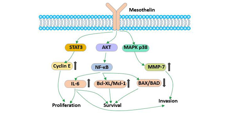 The biological function of mesothelin