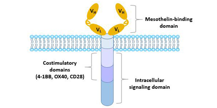 Structure of chimeric antigen receptor