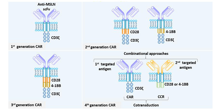 Different generations of the MSLN CAR 
