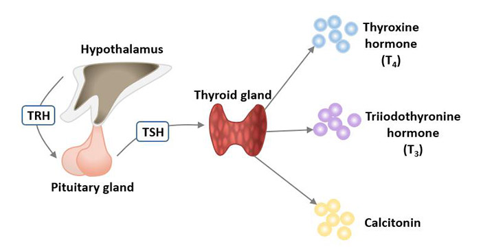 Hormones produced by the thyroid gland