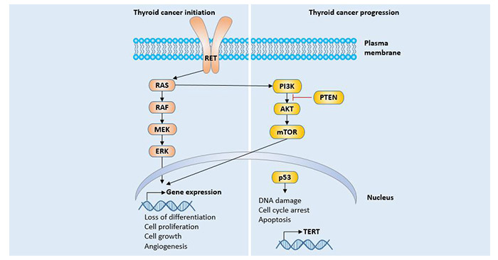 Thyroid cancer-related pathways