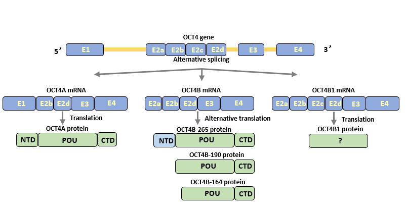 Oct4 -- The Gatekeeper of Pluripotency of Embryonic Stem Cells