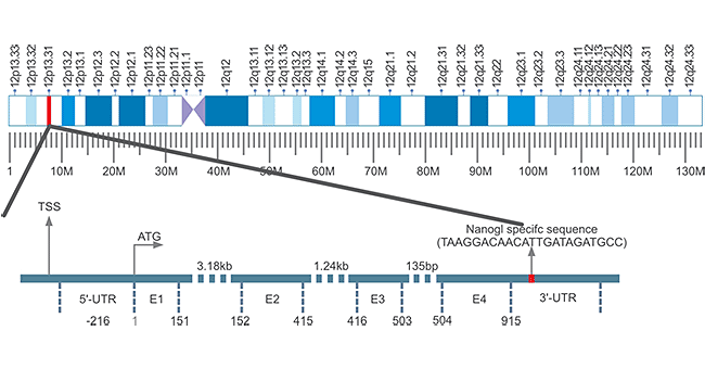 Homeobox Transcription Factor- NANOG