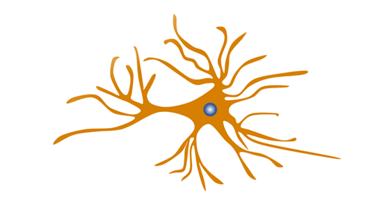 Astrocytes