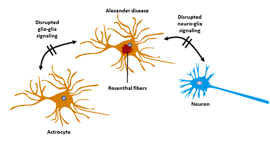 Astrocyte and Alexander's disease