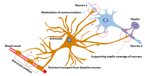 The function of astrocyte