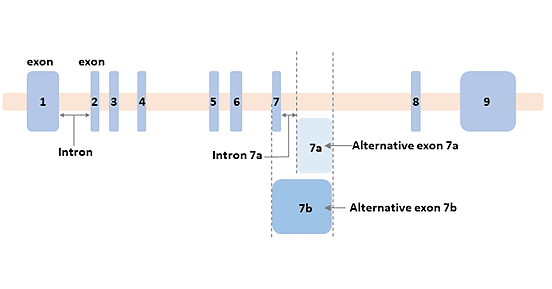 The structure of the GFAP gene