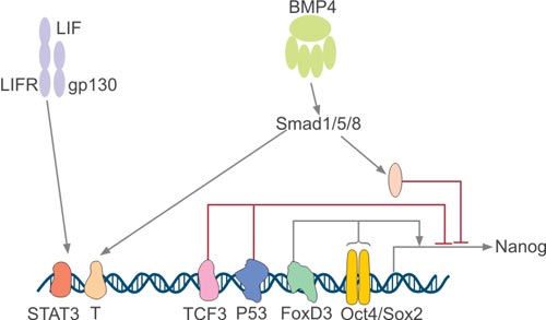 Regulation of Nanog Expression