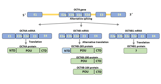 Structure of Oct4 isoforms