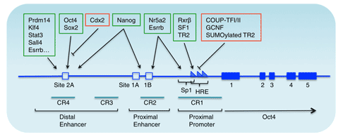 Genomic structure and transcriptional regulation of the mouse Oct4 gene