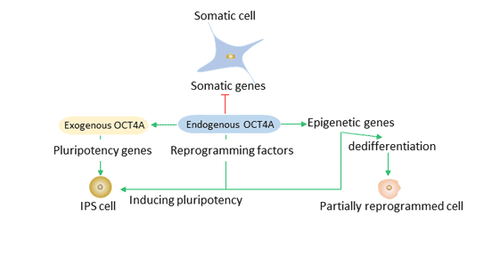 The role of Oct4 in reprogramming