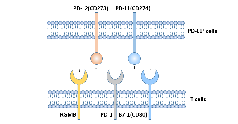 PD-1-- An Important Immune Checkpoint