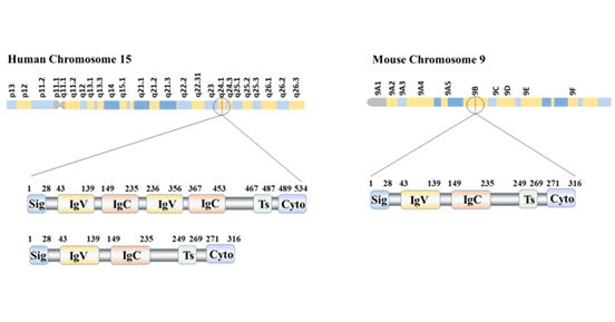 B7-H3 structure and isoforms