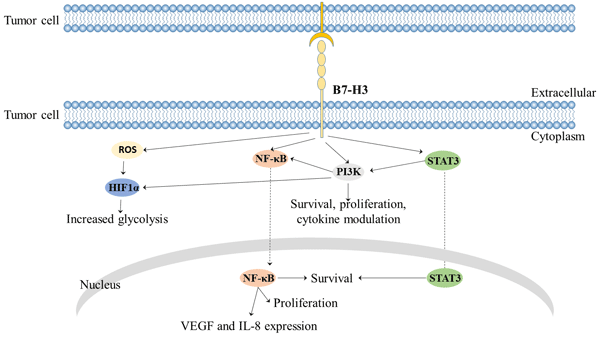 B7-H3 mediated signaling pathway