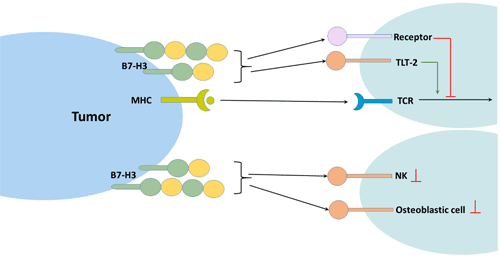 B7-H3 and immune response