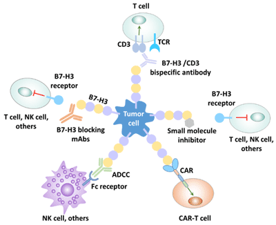 Human immunotherapy strategy for B7-H3