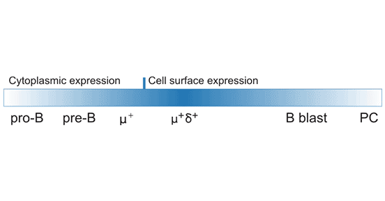 CD22 protein expression during B-cell development and activation