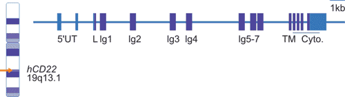 CD22 chromosomal location and organization