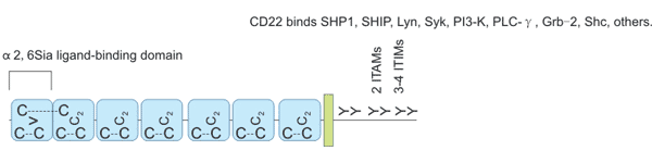 CD22 structure