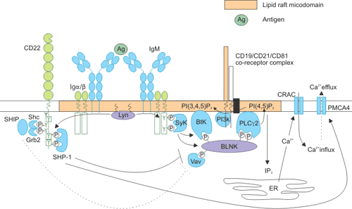 Intracellular signaling pathways of CD22