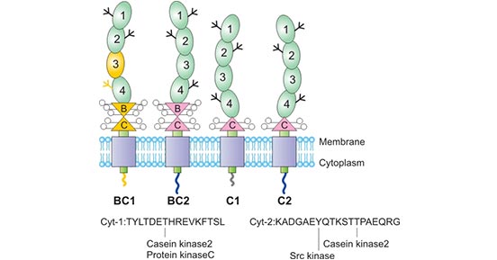The structure of CD46