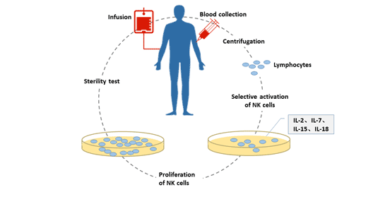 In vitro culture of natural killer cells