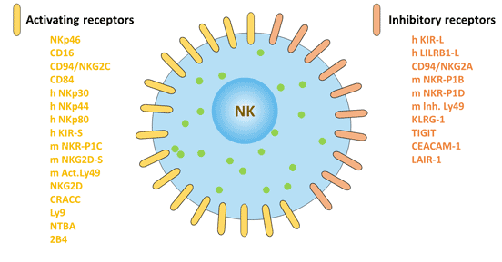 Surface markers of natural killer cells: activating receptors and inhibitory receptors