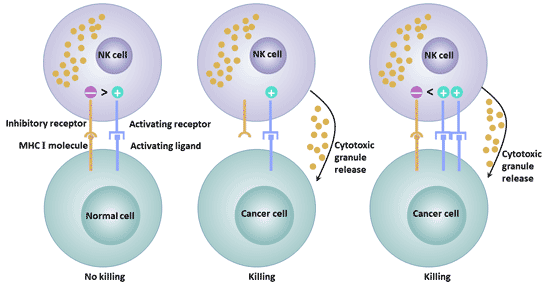 The different functions of activated and inhibitory receptors