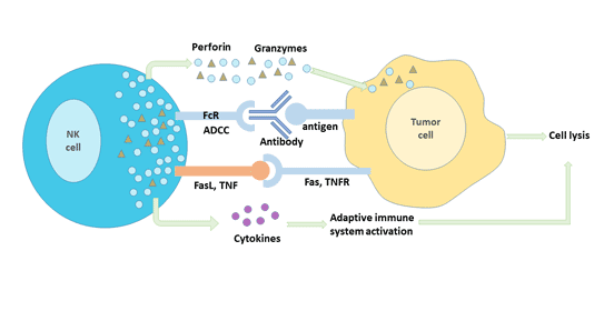 Anti-tumor immune mechanism of NK cells