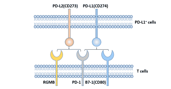 Ligands of PD-1