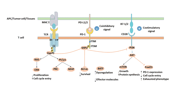 PD-L1/PD-1 signaling pathway