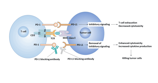 PD-1 / PD-L1 signaling pathway and tumor