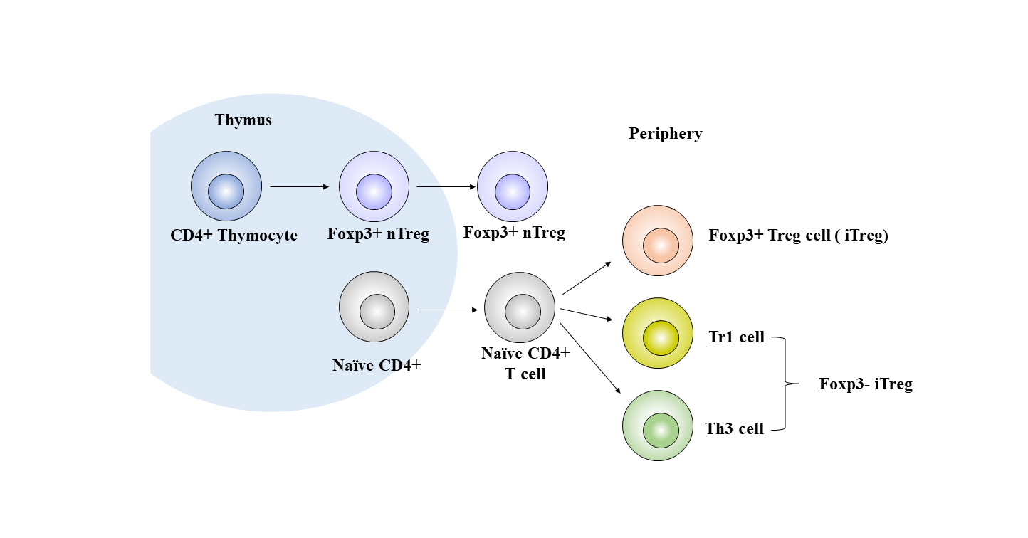 Identify Treg Cells. You Can Do This.